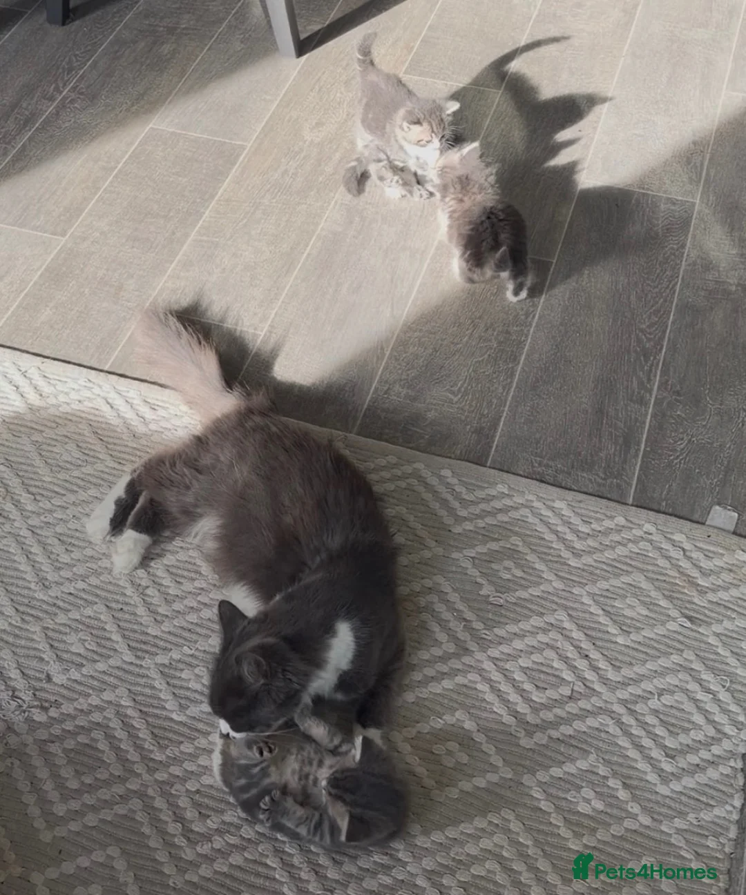 Mixed Breed cats for sale: Ragdoll cross female  - Advert 2