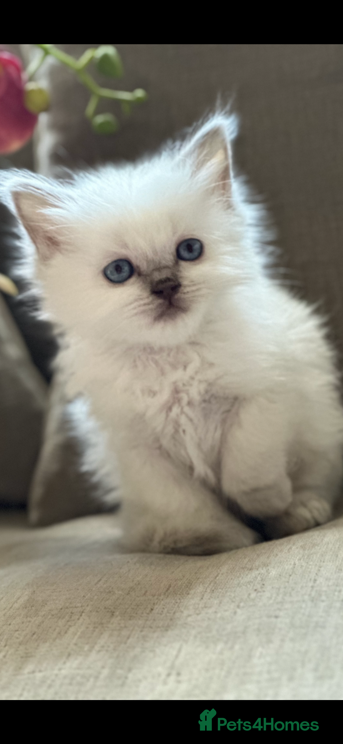 Ragdoll cats 💙 Stunning blue point boy 💙 - Advert 8