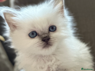 Ragdoll cats 💙 Stunning blue point boy 💙 - Advert 8