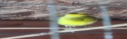 Canaries birds for sale: Pair of canaries in Bridlington - Advert 2