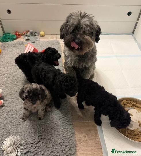 Miniature Poodle dogs  Miniature Poodle Hybrid Puppies for Sale - Advert 4