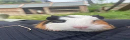 Guinea Pig rodents for sale: Beautiful guinea pigs  - Advert 11