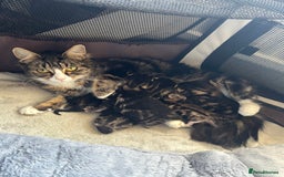 Mixed Breed cats for sale: Beautiful tabby kittens - Image 1