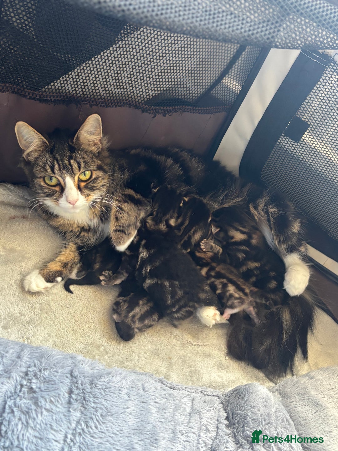 Mixed Breed cats for sale: Beautiful tabby kittens - Image 1