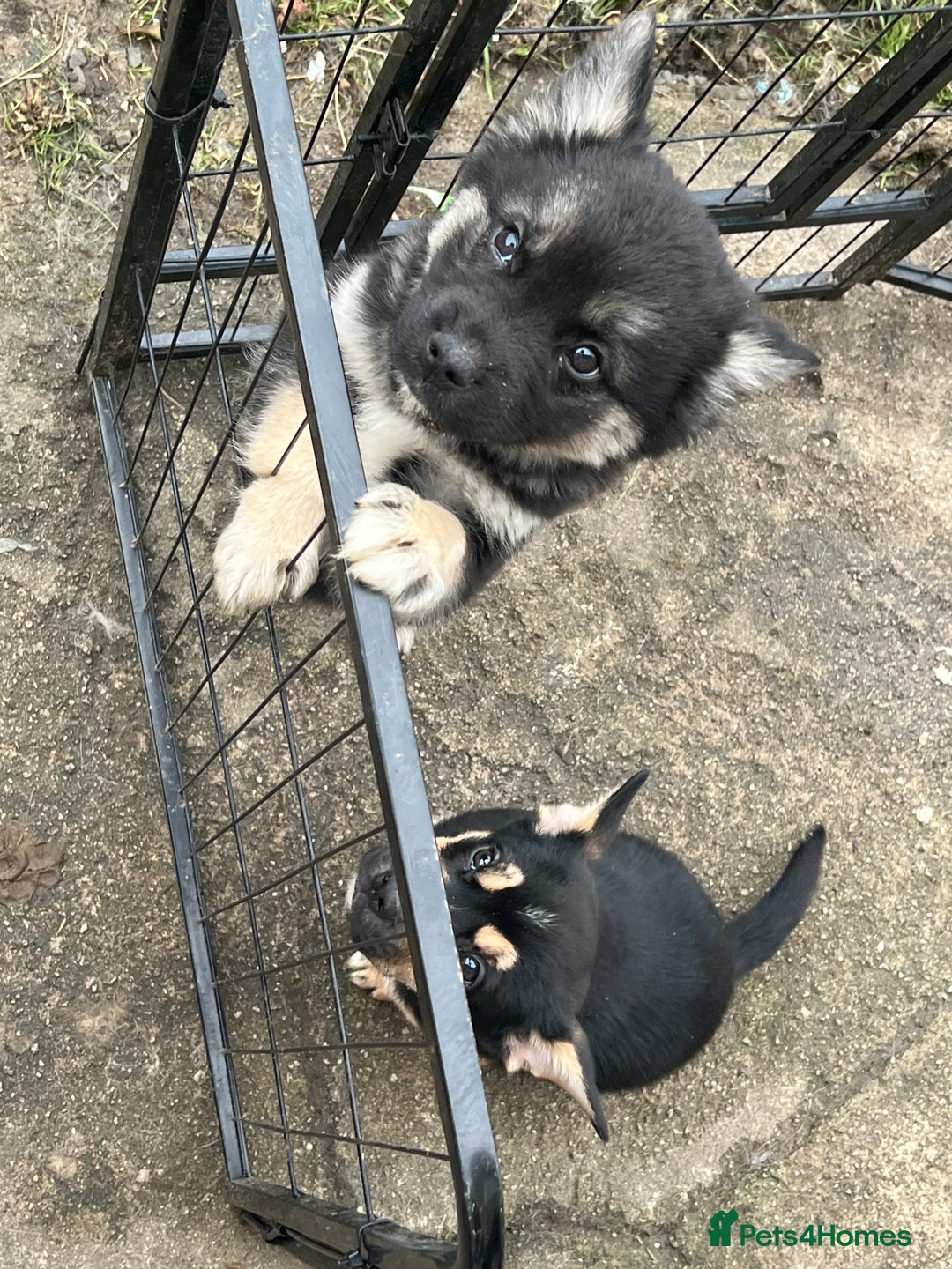 Mixed Breed dogs for sale: Sarah  - Advert 6