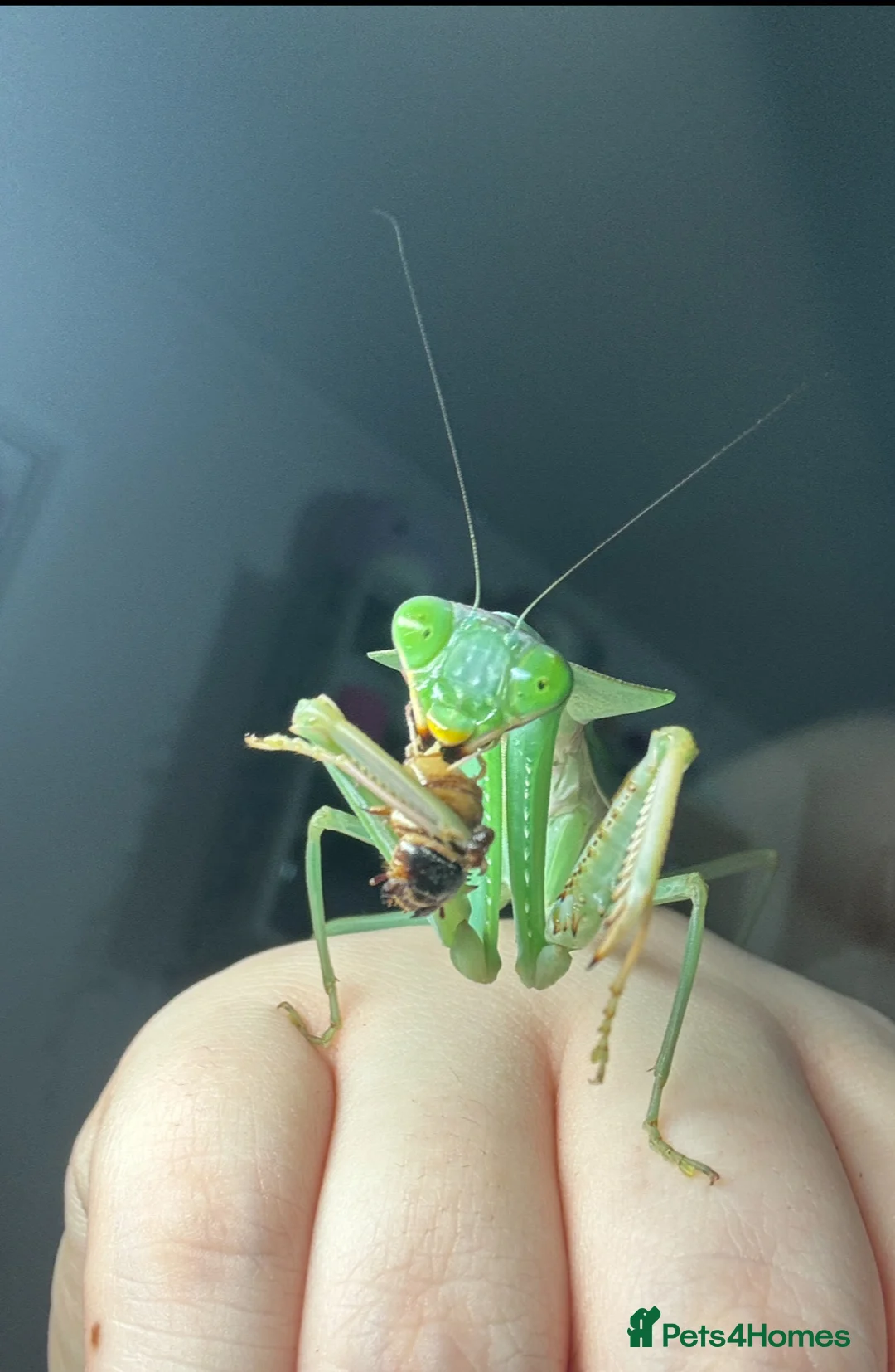 Gallery Image {{count}}