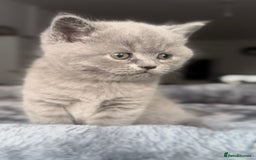 British Shorthair cats for sale: BEAUTIFUL CHAMPION BLOODLINE BRITISH SHORTHAIR - Image 2