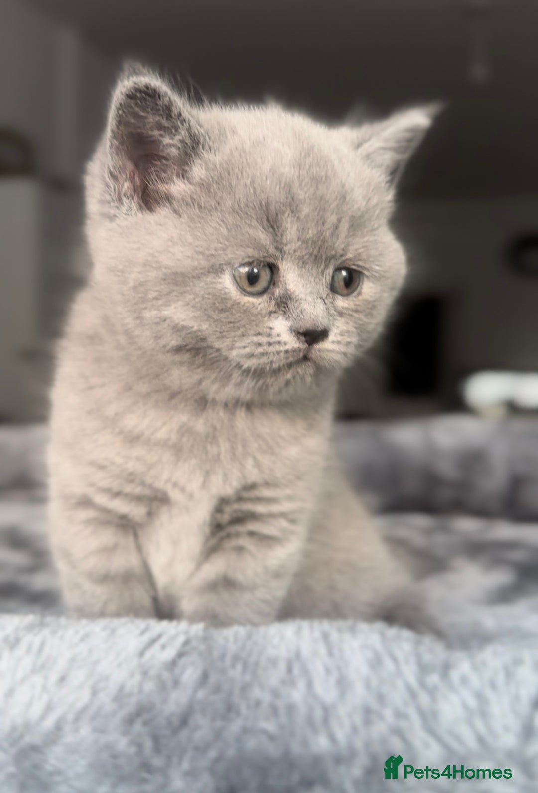 British Shorthair cats for sale: BEAUTIFUL CHAMPION BLOODLINE BRITISH SHORTHAIR - Image 2