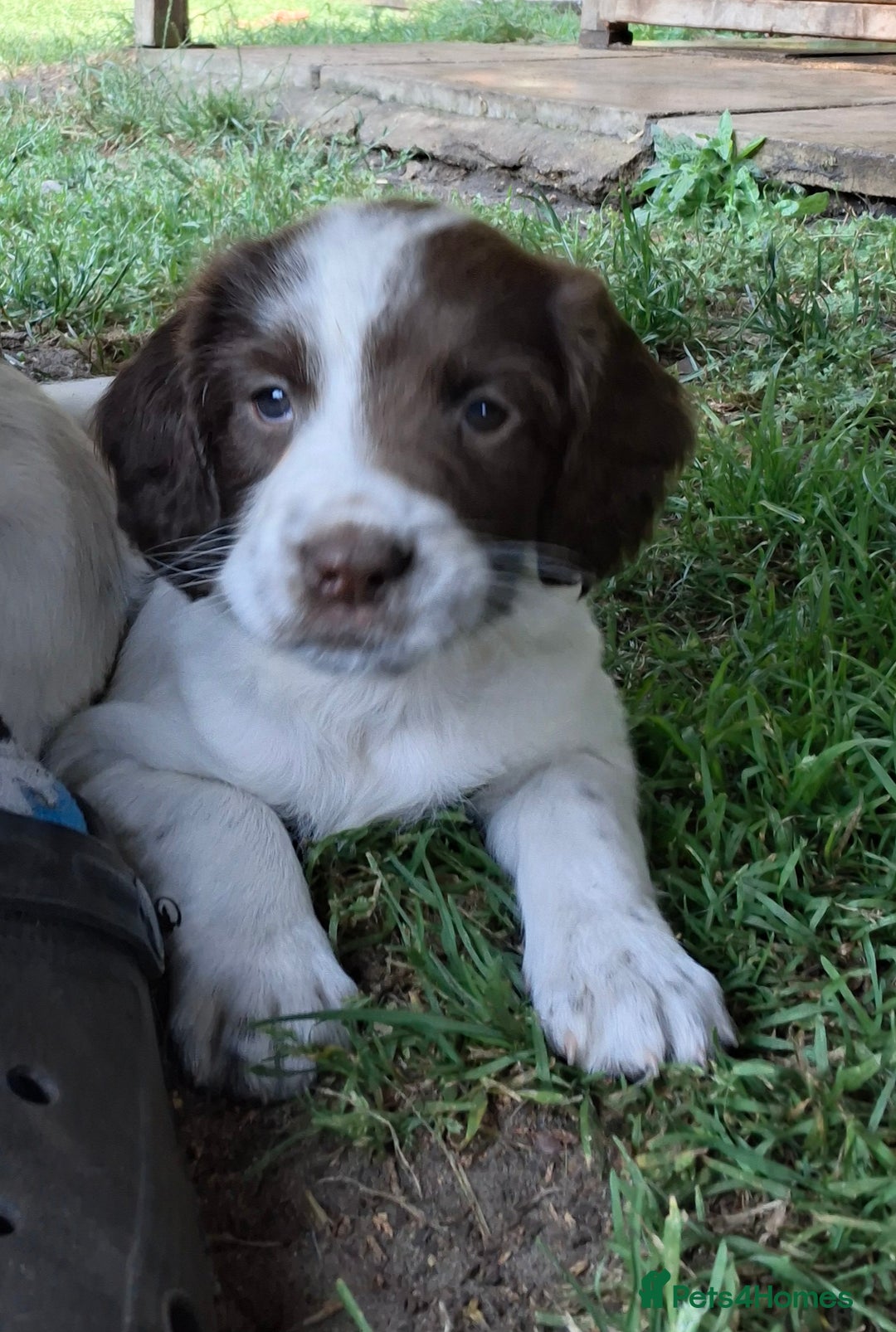 Tri Color Springer Spaniel Spaniel Dog Breed Tricolor English