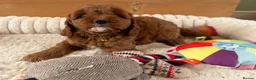 Cavapoo dogs for sale: Beautiful F1 Red Cavapoo puppies  - Advert 8