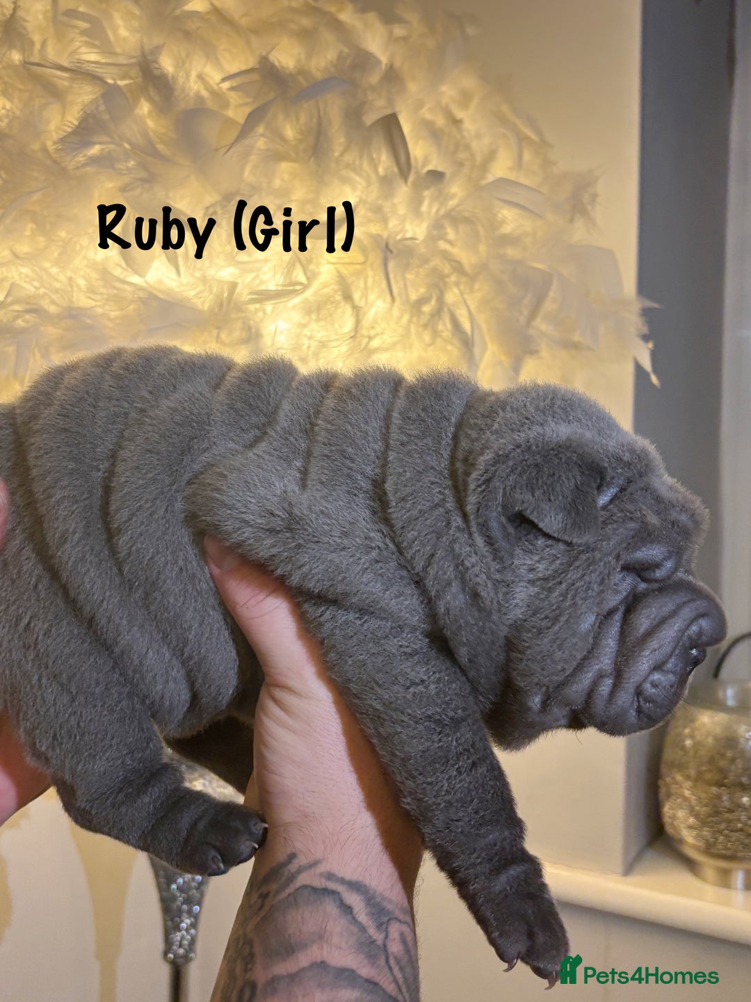 Shar Pei dogs for sale: Stunning Sharpei pups  - Image 2