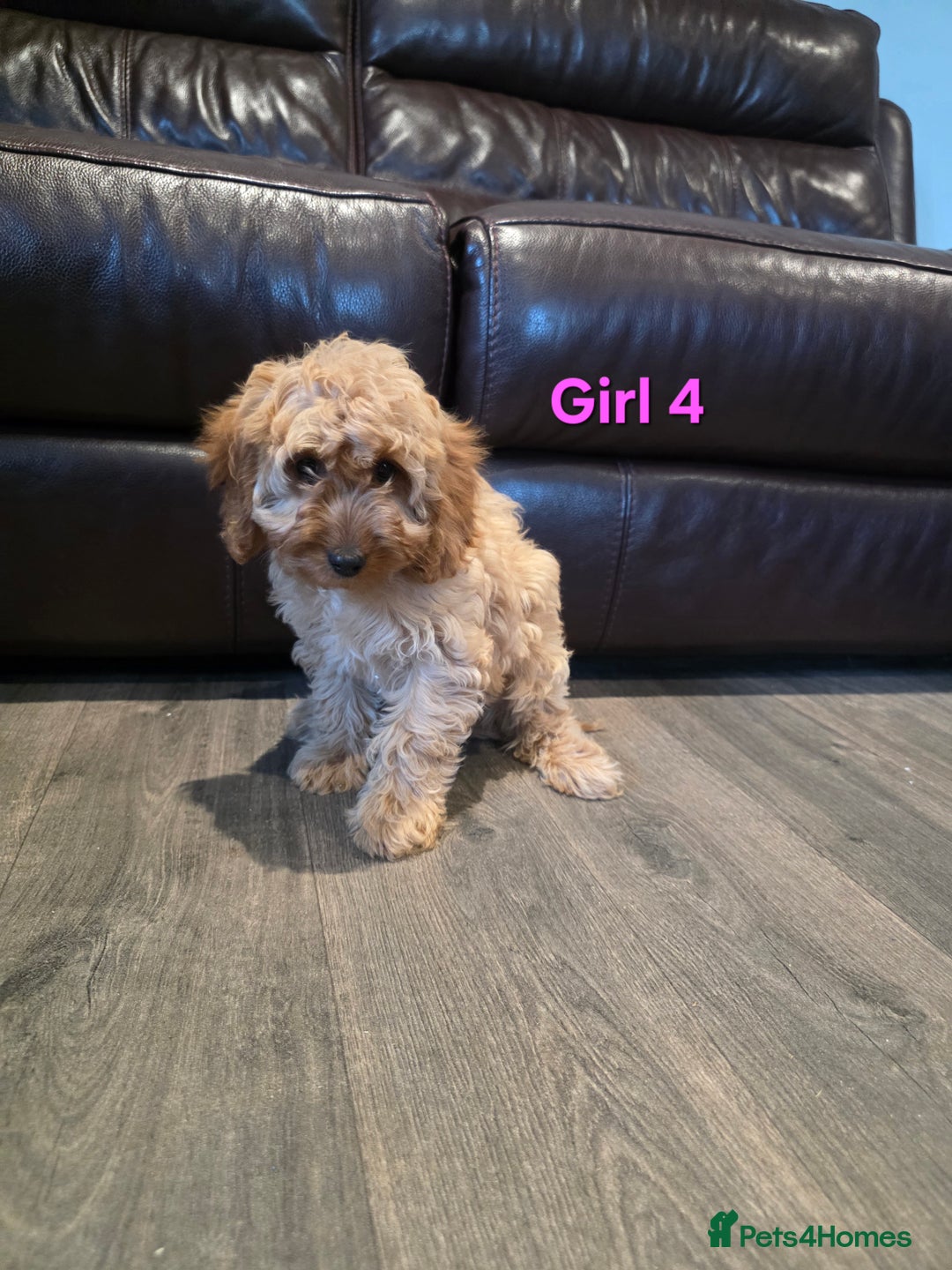 Cockapoo dogs for sale:  Adorable cockapoo pups ready to go 🐶 - Advert 20