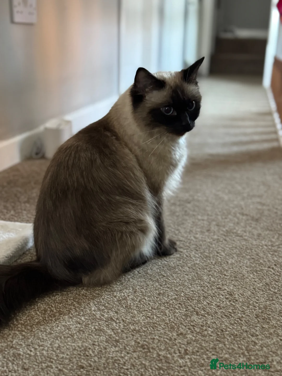 Ragdoll cats for sale: Ragdoll Kitten  - Advert 1