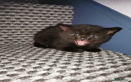 Mixed Breed cats for sale: 4 kittens  - Image 7