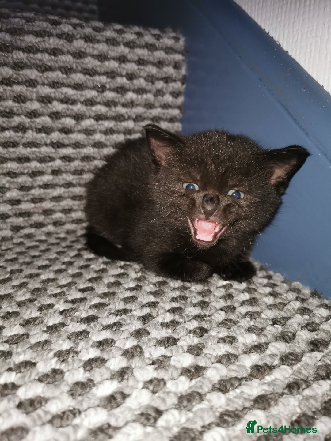 Mixed Breed cats for sale: 4 kittens  - Image 7