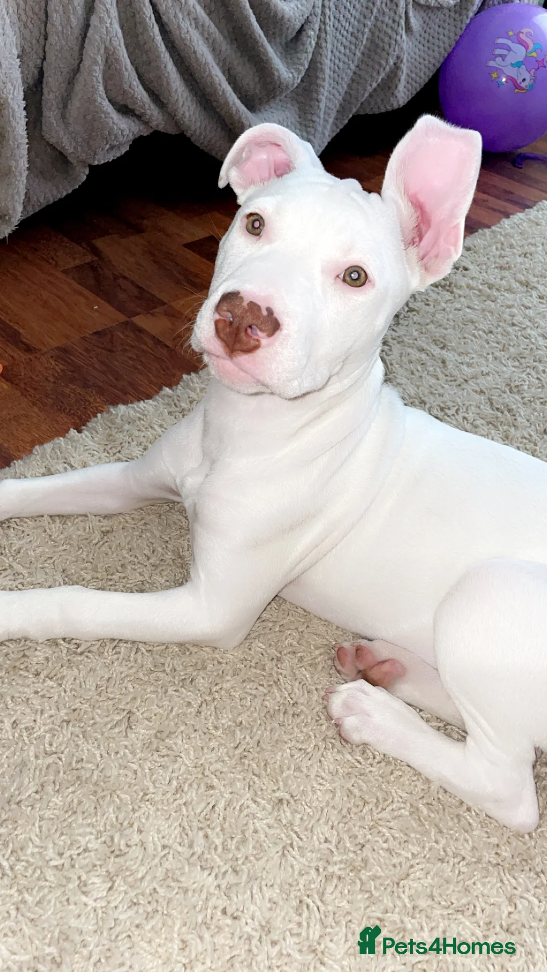 Mixed Breed dogs for sale: Female dog  in Grimsby - Advert 4