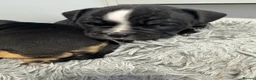 Olde English Bulldogge dogs for sale: Puppies - Advert 11