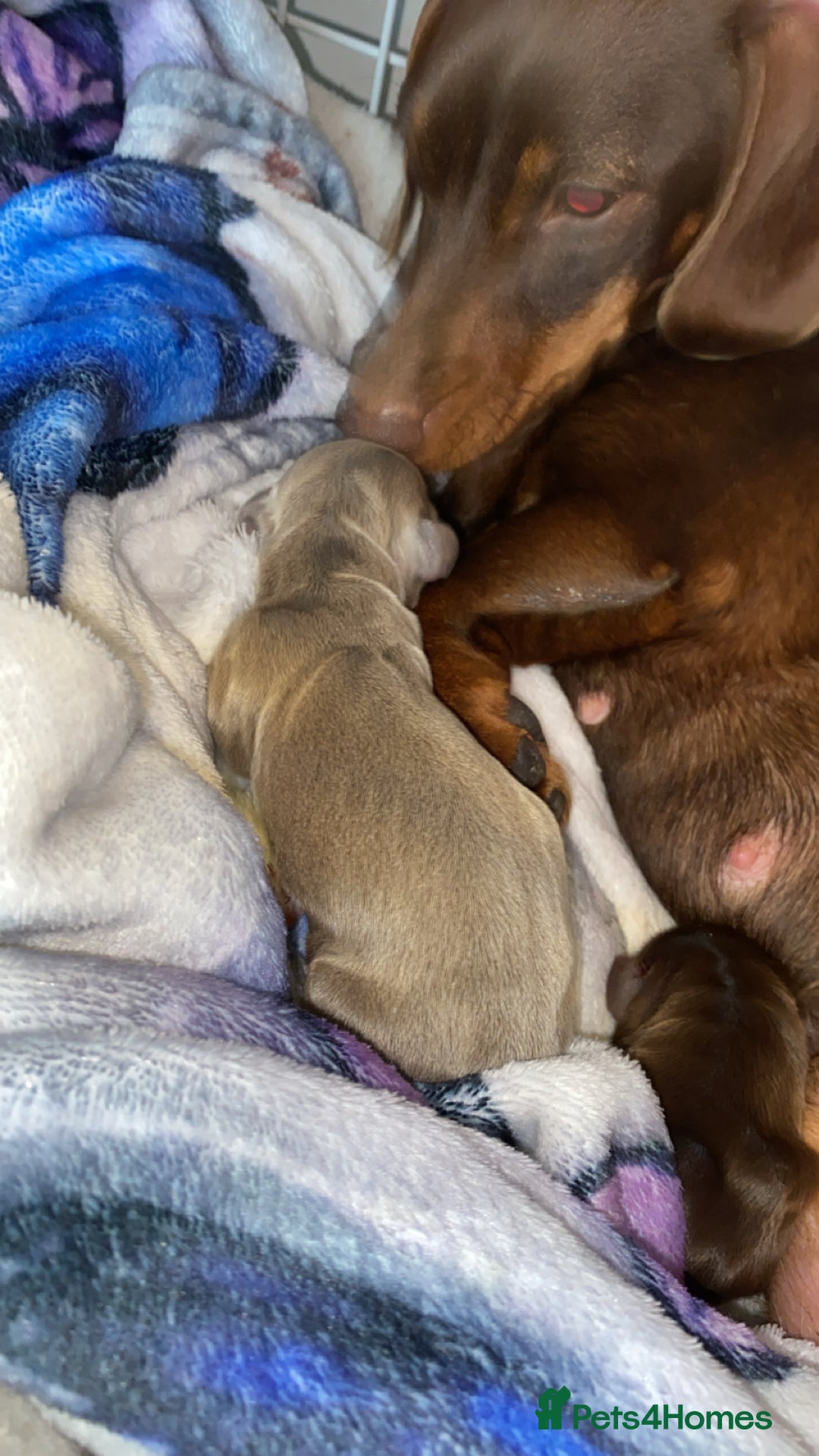 Miniature Dachshund dogs for stud: Smooth haired piebald miniature dachshund  - Image 9