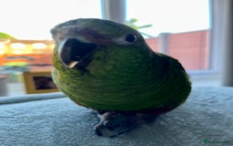 Parakeets birds for sale: SOLD !! 4 year old Austral Parakeet/conure - Image 1