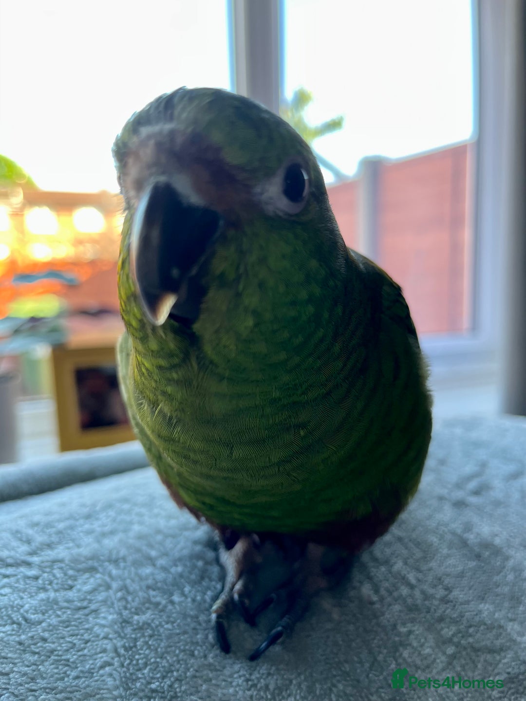 Parakeets birds for sale: SOLD !! 4 year old Austral Parakeet/conure - Image 1