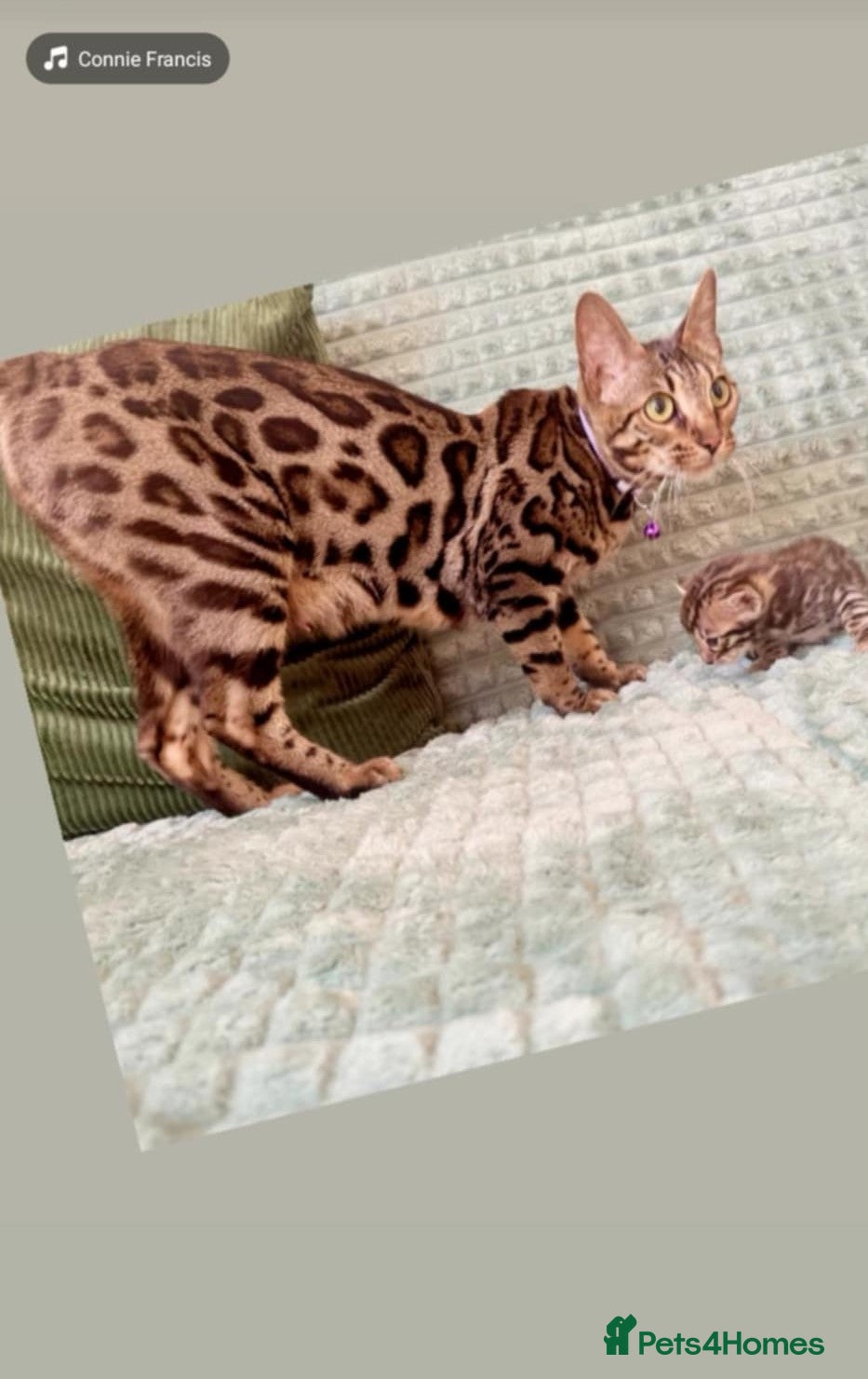 Bengal cats TICABengal Kittens Fully Vaccinated Ready NextWeek - Advert 2