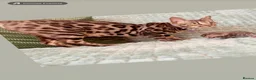 Bengal cats for sale: TICABengal Kittens FullyVaccinated Ready NOW❗️❗️❗️ - Advert 21