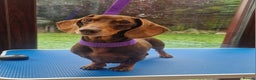 Miniature Dachshund dogs for stud: Hereditary Pra Clear, KC Registered, Miniature Dac in Wigston - Advert 2