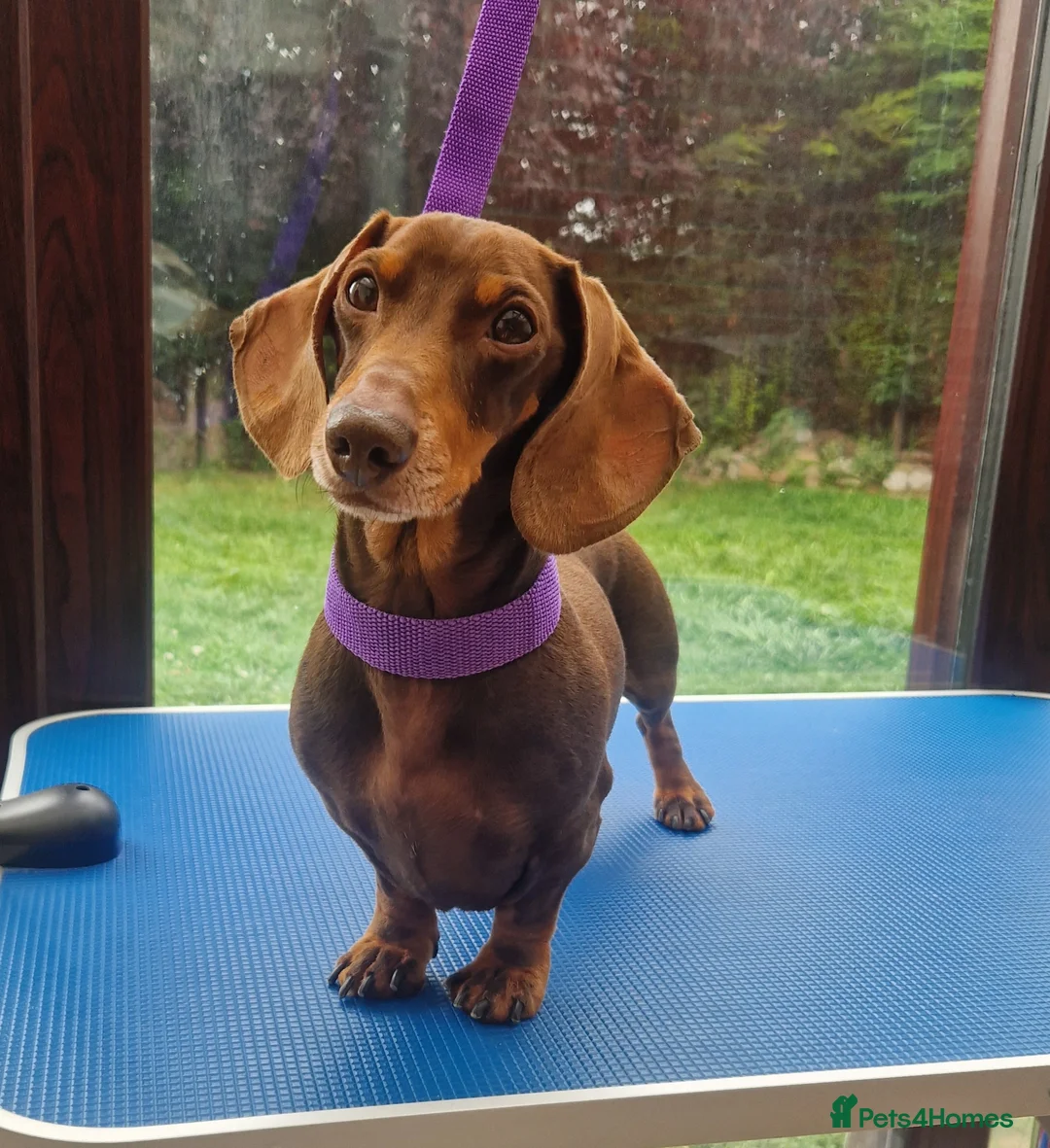Miniature Dachshund dogs for stud: Hereditary Pra Clear, KC Registered, Miniature Dac in Wigston - Advert 2