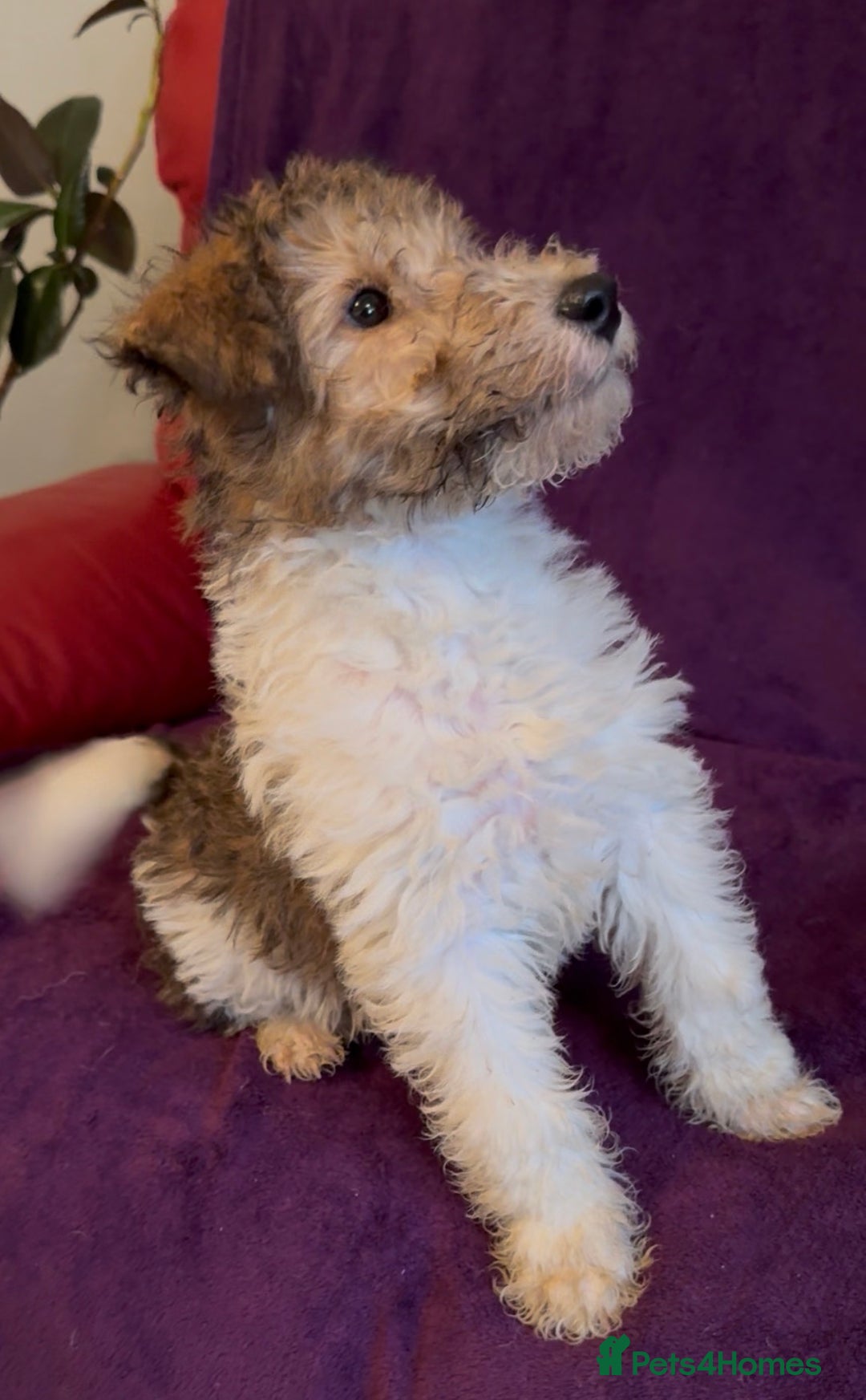 Fox Terrier dogs for sale: Stunning wire fox terrier puppies  - Advert 1