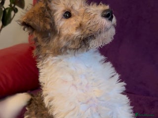 Fox Terrier dogs Stunning wire fox terrier puppies - Advert 1