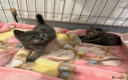 Mixed Breed cats for sale: Exotic cross kittens  - Image 7