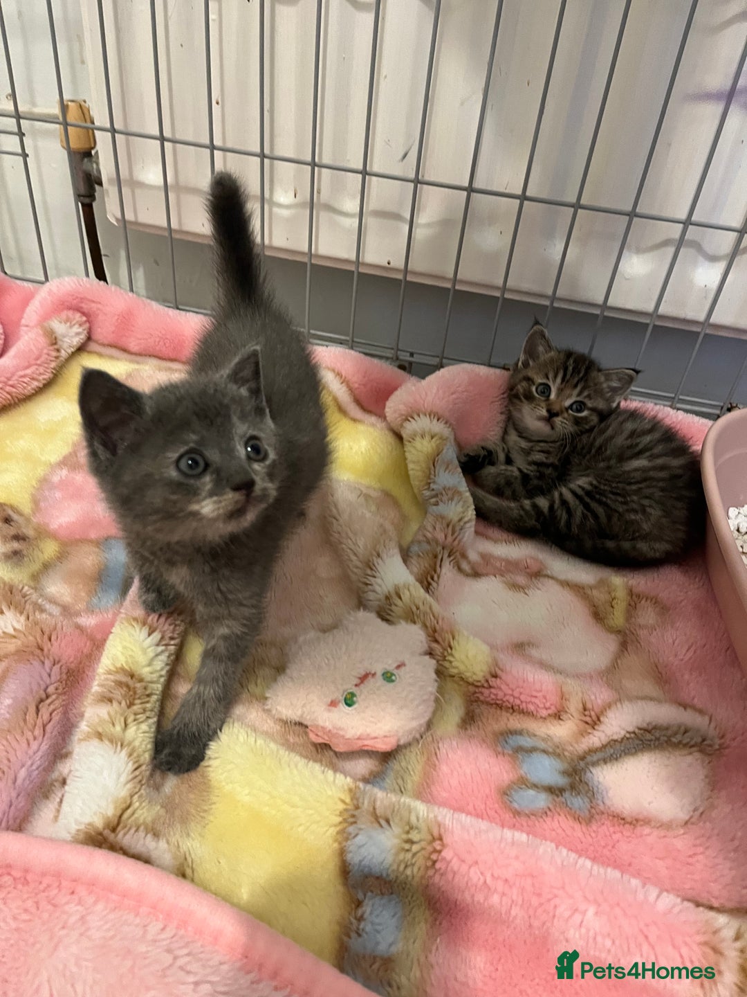 Mixed Breed cats for sale: Exotic cross kittens  - Image 7