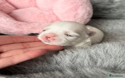 Maltese dogs for sale: 🩷Exquisite Full Korean Maltese Puppies🩵 - Image 18