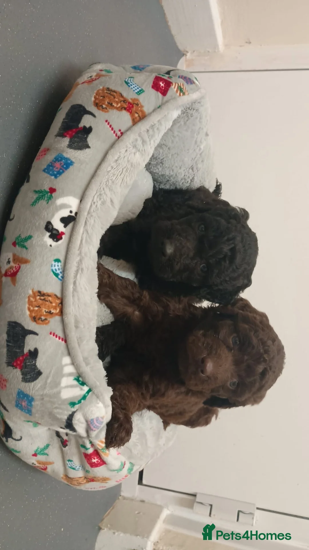 Goldendoodle dogs for sale: 4 Beautiful Goldendoodle pups, 4 months old - Advert 4