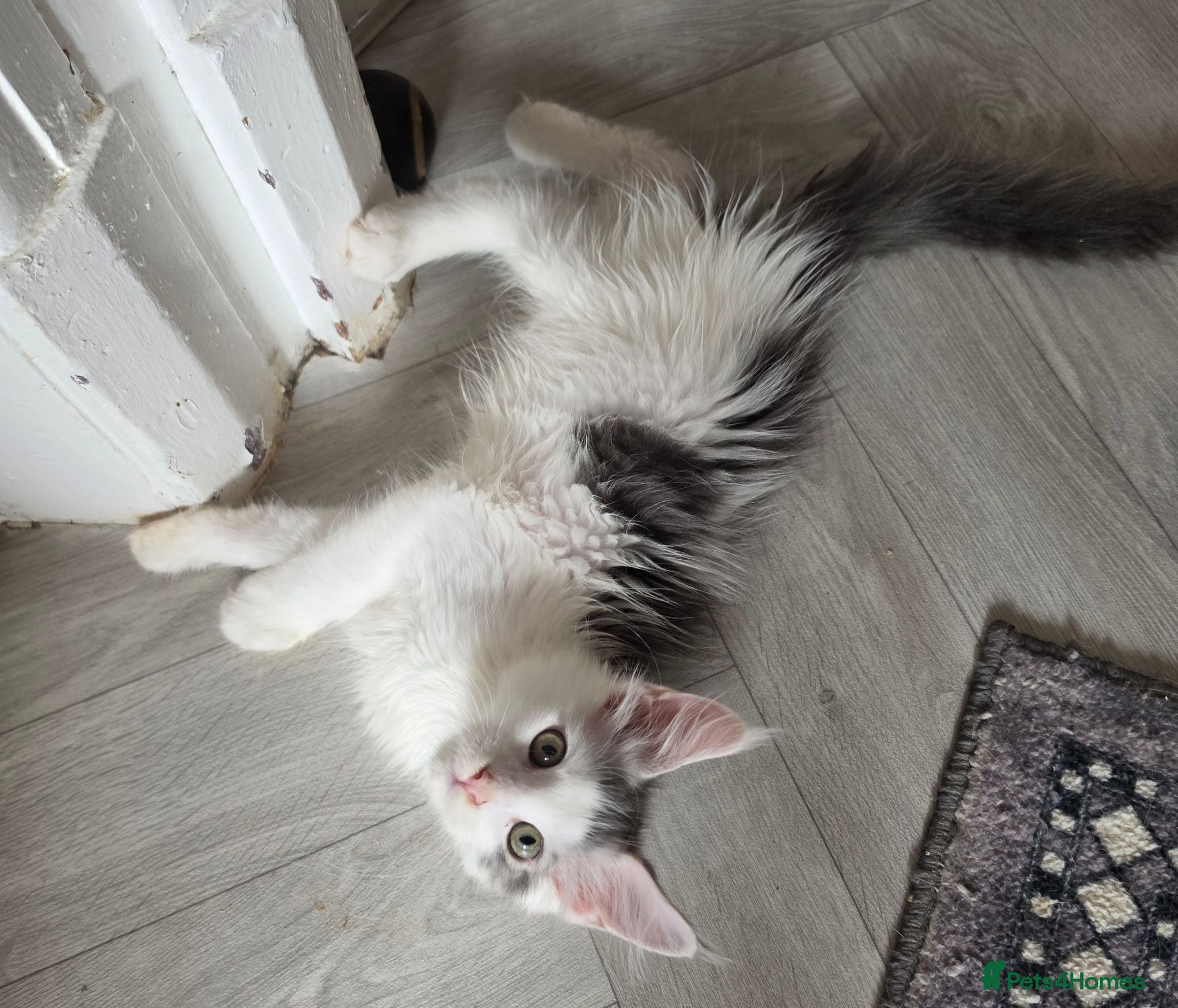 Maine Coon cats TICA REGISTERED STUNNING KITTENS  - Advert 3