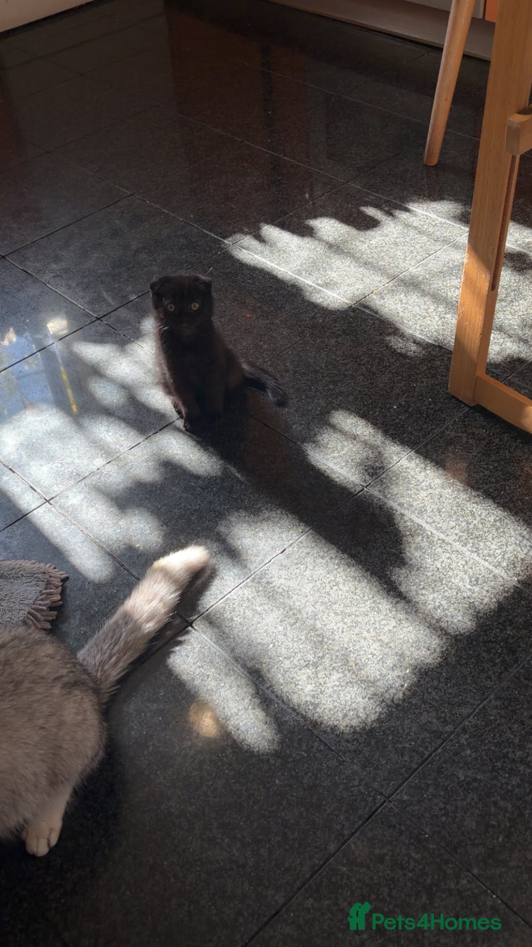 Mixed Breed cats for sale: Black scottish fold  - Image 29