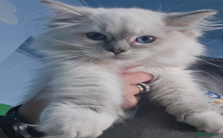 Ragdoll cats - Advert 2