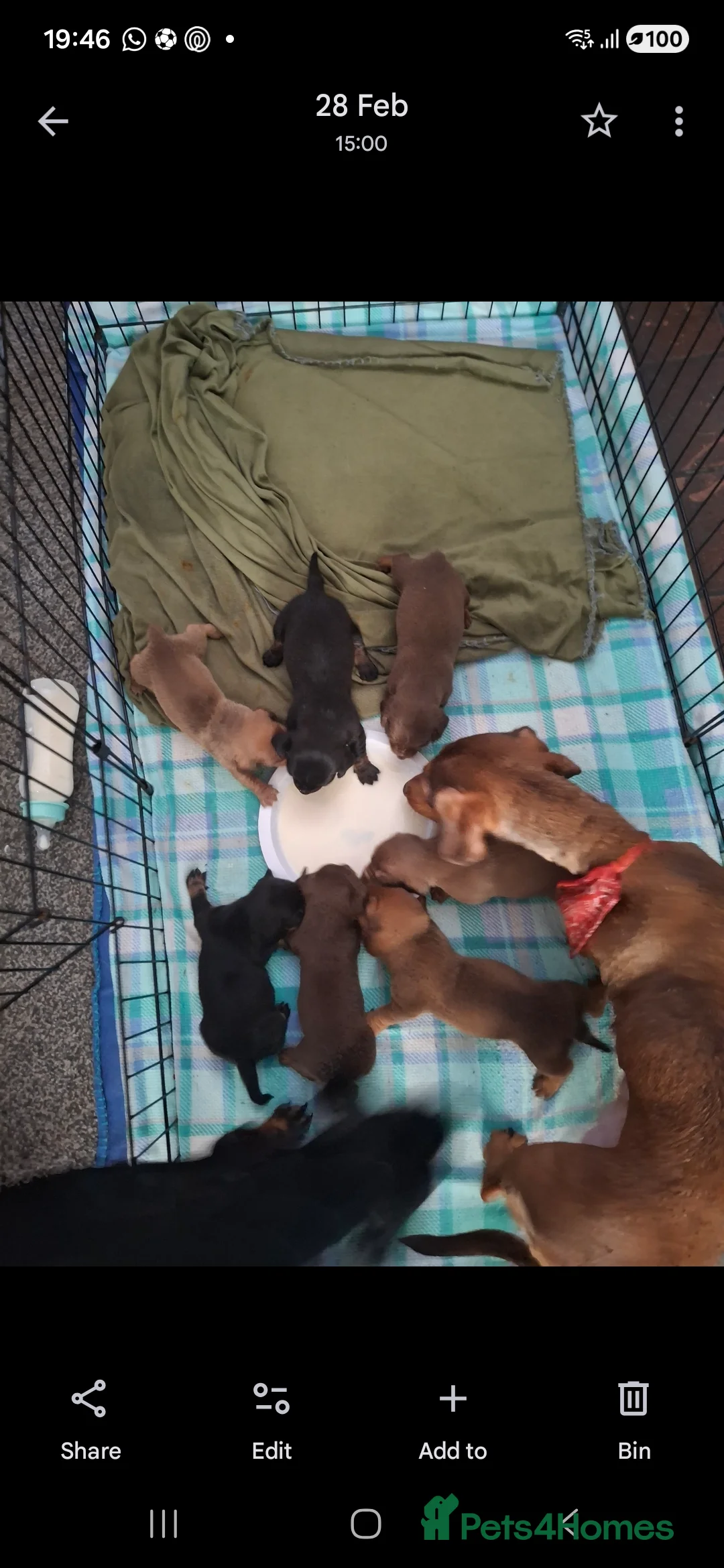 Dachshund dogs for sale: Dachshund  - Advert 2
