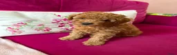 Toy Poodle dogs for sale: Toy poodle  in Blackpool - Advert 6