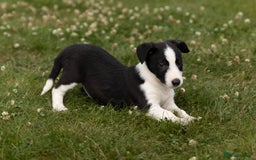 Mixed Breed dogs for sale: 🐾 Jack Russell x Border Collie Puppies  - Image 35