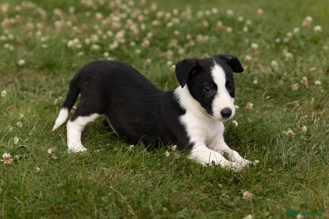 Mixed Breed dogs for sale: 🐾 Jack Russell x Border Collie Puppies  - Image 35