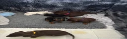Dachshund dogs for sale: Miniature and standards dachshund pups - Advert 3