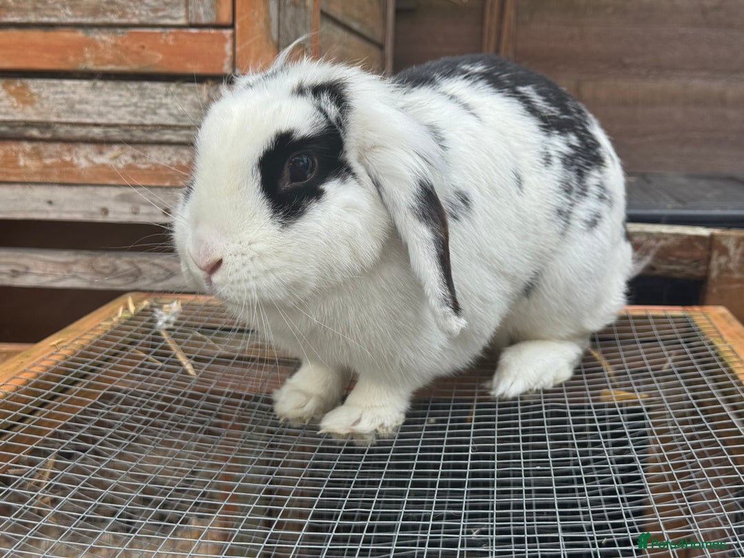 Mini Lion Lop rabbits for sale: Mini lion lop for rehoming - Image 3