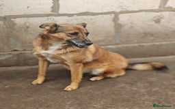 Mixed Breed dogs for adoption: 💖🐶 LARA 🐶💖 - Image 31