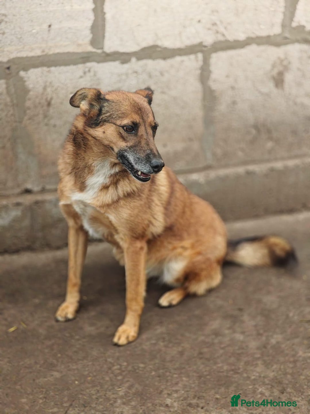 Mixed Breed dogs for adoption: 💖🐶 LARA 🐶💖 - Image 31