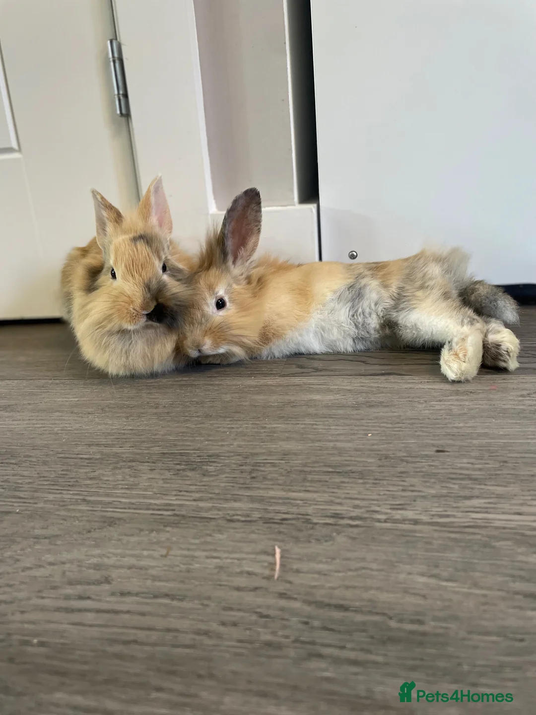 Lionhead rabbits for sale: 2 lion head sisters  - Advert 1