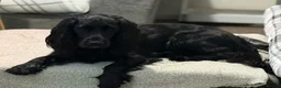 Cockerdor dogs for sale: Beautiful litter of cockerdors 🩷🩵 - Advert 4