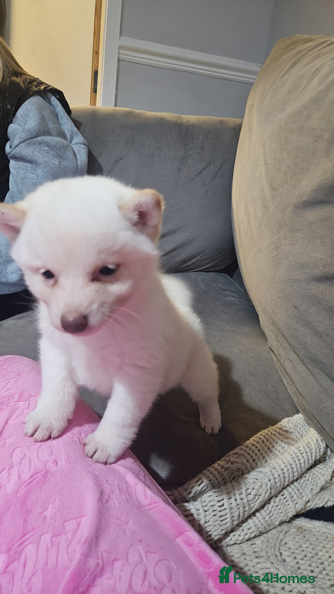 Japanese Shiba Inu dogs for sale: Japanese shiba Inu Puppy  - Advert 7