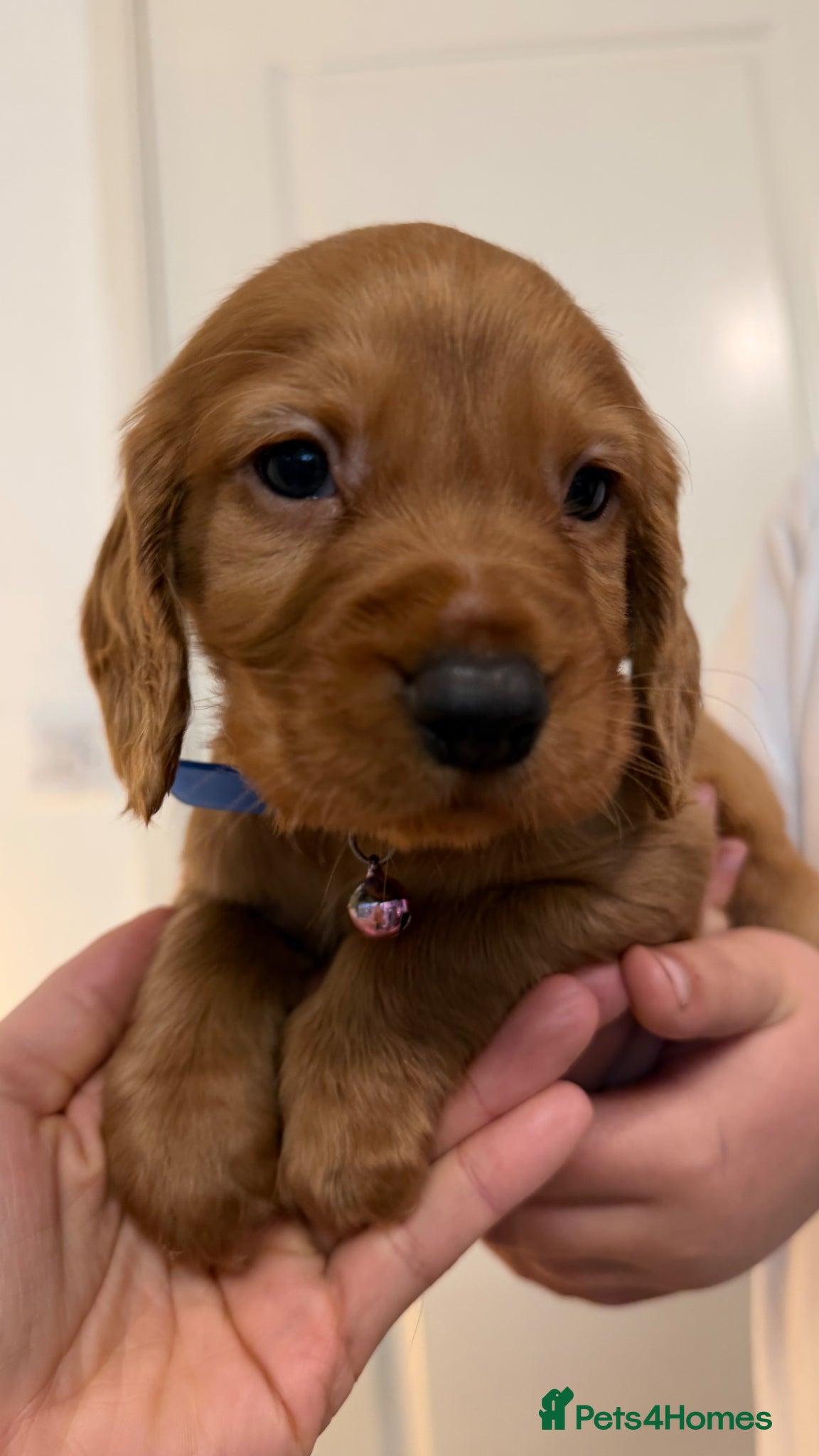 Cocker Spaniel dogs Cocker Spaniel puppies  - Advert 18