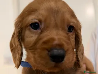 Cocker Spaniel dogs Cocker Spaniel puppies - Advert 18